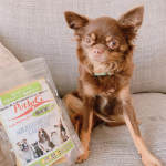 .おすまし顔〜🐶💕私がコーヒーにミルク入れて飲んでるとミルクを飲みたそうにしていてペットの元気をサポートする機能性ミルクほペットアイジージーを飲ませてみたよ🥛個包装の濃&hellip;のInstagram画像