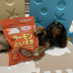 マルトモ様の〖サーモンだいすき〗をモニターさせていただきました✨わんちゃん大好き削り節です💕今回もキックちゃんは、ご褒美がもらえることを知っているので、かわいいポーズを見せてくれました✨&hellip;のInstagram画像