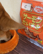 わんちゃん用けずり節🐶久しぶりにうちのビリーさん登場！とにかくわんぱくで食欲旺盛の暴れん坊将軍のせいで壁も床も扉もボロボロだけど、食べてる時は大人しい( *&acute;꒳`* )食べるの&hellip;のInstagram画像
