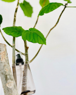 @herballeaf_official 様から、サラツヤ髪を作るヘアオイル✨アールグレイの香りが、今冬限定で発売🌿✨&bull;通常版を使ってから、ずーっと使っているヘアオイル😊新しい香りも、とっても&hellip;のInstagram画像