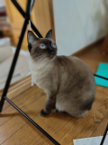 ohanaちゃん