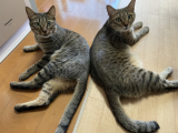 あっちもこっちも猫いっぱい