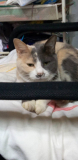 まろん