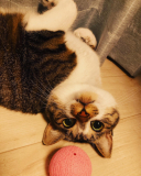 フィーちゃん
