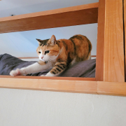 「みやび」【動画・SNS投稿】キャットフード試食モニター猫ちゃん募集！モニター30名様大募集！の投稿画像