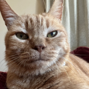 「ぺすまる」【動画・SNS投稿】キャットフード試食モニター猫ちゃん募集！モニター30名様大募集！の投稿画像