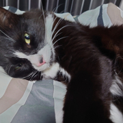 「クロオ」【動画・SNS投稿】キャットフード試食モニター猫ちゃん募集！モニター30名様大募集！の投稿画像