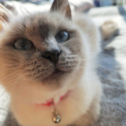 「宜しくお願いいたします」【動画・SNS投稿】キャットフード試食モニター猫ちゃん募集！モニター30名様大募集！の投稿画像