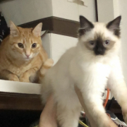 「むぎとすや」【動画・SNS投稿】キャットフード試食モニター猫ちゃん募集！モニター30名様大募集！の投稿画像