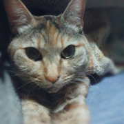 「ちーちゃん」【動画・SNS投稿】キャットフード試食モニター猫ちゃん募集！モニター30名様大募集！の投稿画像