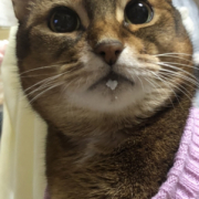 「猫用ミルクはいつもアゴの下。」【動画・SNS投稿】キャットフード試食モニター猫ちゃん募集！モニター30名様大募集！の投稿画像