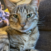 「普段の猫たち」【動画・SNS投稿】キャットフード試食モニター猫ちゃん募集！モニター30名様大募集！の投稿画像