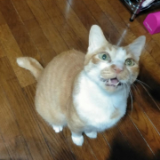 「ごはんちょうだい！」【動画・SNS投稿】キャットフード試食モニター猫ちゃん募集！モニター30名様大募集！の投稿画像