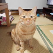 「愛猫のきなこです！」【動画・SNS投稿】キャットフード試食モニター猫ちゃん募集！モニター30名様大募集！の投稿画像