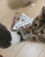 今回猫様のご飯の紹介！我が家はぶぶ　エキゾチックべべ　ミヌエットぼぼ　セルカークレックスの3匹飼ってます。皆食べるの大好きで、基本的には食べますが、べべ以外の猫は鼻が潰&hellip;のInstagram画像