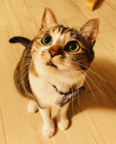 フィー太朗