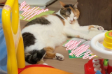 三毛猫