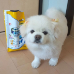 メディコートpHサポートをモニターしました🐶下部尿路の健康維持とストルバイト結石に配慮して作られた国産プレミアムドッグフードです。愛犬のおしっこの悩みをケアしてくれる、1歳からのドッグ&hellip;のInstagram画像