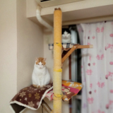 「撮ったもの」の画像（1枚目）