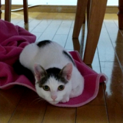 「姫なこです。」【動画・SNS投稿】キャットフード試食モニター猫ちゃん募集！モニター30名様大募集！の投稿画像