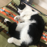 「ぶべぼ」【動画・SNS投稿】キャットフード試食モニター猫ちゃん募集！モニター30名様大募集！の投稿画像