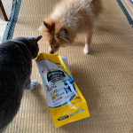健康維持と食いつきの良さを兼ね揃えたドッグフードないかな？ということで、メディコート＜pHサポート＞1歳から 成犬用を試してみた&hellip;ら、犬はもちろん猫もがっついてる&hellip;おかげさまで1粒残らず食べてくれまし&hellip;のInstagram画像
