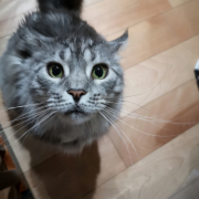 「我が家の愛猫」【動画・SNS投稿】キャットフード試食モニター猫ちゃん募集！モニター30名様大募集！の投稿画像