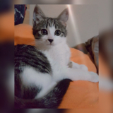 「保護猫みーちゃん」の画像（2枚目）