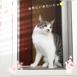「保護猫みーちゃん」の画像（3枚目）