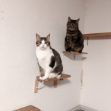 「姉妹猫です」の画像（1枚目）