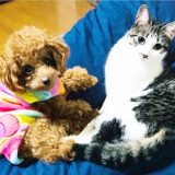 保護猫みーちゃん