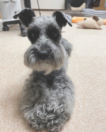 実はあたし、こーんなのグリコさんに作ってもらいました。😊by Mariaモニプラさんで何気に応募したオリジナルビスコ、当たるとは思ってなかったので嬉しびっくり‼️なかなかスマイルのないマリアの写真&hellip;のInstagram画像