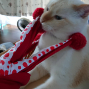 「うちの長男」【動画・SNS投稿】キャットフード試食モニター猫ちゃん募集！モニター30名様大募集！の投稿画像