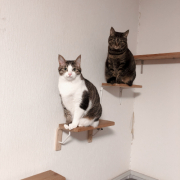「姉妹猫です」【動画・SNS投稿】キャットフード試食モニター猫ちゃん募集！モニター30名様大募集！の投稿画像