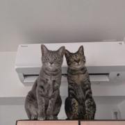 「我が家の双子猫」【動画・SNS投稿】キャットフード試食モニター猫ちゃん募集！モニター30名様大募集！の投稿画像