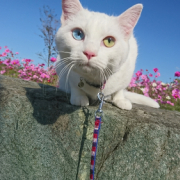 「しずくです」【動画・SNS投稿】キャットフード試食モニター猫ちゃん募集！モニター30名様大募集！の投稿画像