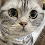 「りり」【動画・SNS投稿】キャットフード試食モニター猫ちゃん募集！モニター30名様大募集！の投稿画像