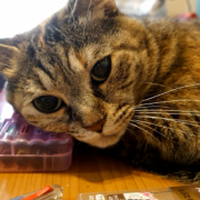 「宜しくお願い致します(^^)」【動画・SNS投稿】キャットフード試食モニター猫ちゃん募集！モニター30名様大募集！の投稿画像