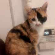 「まだ若いけど」【動画・SNS投稿】キャットフード試食モニター猫ちゃん募集！モニター30名様大募集！の投稿画像