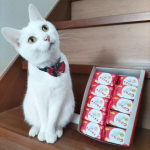 ✯すご～い♡かわいい🥰スマイルビスコでうちのコたちのオリジナルパッケージビスコを作りました♪作り方はとっても簡単☺️1.作りたいオリジナルビスコ用の写真を用意する2.ス&hellip;のInstagram画像