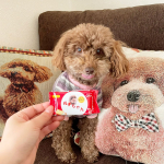 我が家の家族の一員❤️ルナのスマイルビスコを作らせていただきました✨すごい可愛いし家族みんな喜んでた😘ビスコは昔ながらの味で子供たちもお婆ちゃんもおいしいと食べてて美味&hellip;のInstagram画像