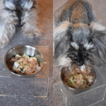 今日のごはんわお好み焼きだったのら～♪#miniatureschnauzer ♯schnauzer♯ミニチュアシュナウザー ♯わんこごはん手作り ♯わんこごはん#PR #マルトモ株式会&hellip;のInstagram画像