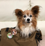 缶バッジつくりました😊いつも一緒ね🥰まずはキャリーバッグにつけて💕早くお散歩に行きたいな💕写真選ぶのに時間かかっちゃったけどそれもまた楽しい時間でした😄.#papillon #パピヨン #パ&hellip;のInstagram画像