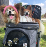 お散歩気持ちいい🥰3兄妹いつも一緒😄次男は缶バッジで参加です♪.#papillon #パピヨンラブ #パピヨンシニア犬  #パピヨンがいる生活  #パピヨン飼ってる人と繋がりたい  #ぱぴすた&hellip;のInstagram画像