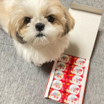 今日のしずくです🐶🐶🐶しずくの写真が入ったオリジナルビスコが届きました🐶&hearts;️&hearts;️⁡写真やスタンプなどを選んでスマホやパソコンで簡単に作れてとっても嬉しいです🐶🐾໊⁡カタカナだとビス&hellip;のInstagram画像