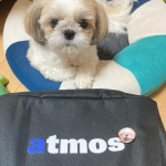 今日のしずくです🐶&hearts;️この間みんなのバッジさんで⁡作って頂いたバッジを⁡しずくのペットシーツ入れにつけました🐶🐾໊⁡遠出する時持っていくので⁡ワンポイントのしずくのバッジが可愛くて&hellip;のInstagram画像