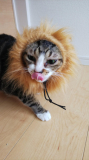 仲良し姉妹猫