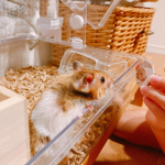 先日注文した＼みんなのバッジ／がもう届きました😊これはバッジの写真とペットのハムスターのご対面♡えっ？わたしですか？と見ているよう☺️家族のマグネット 仲間にしたかったのでマグネット と、&hellip;のInstagram画像