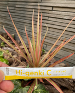 ハイ・ゲンキC原材料は、植物（アセロラ・レモン）由来の天然ビタミンC顆粒なので飲みやすいし、手軽にビタミンC摂取ができるのでオススメです。#ハイゲンキC #ビタミンc #ビタミ&hellip;のInstagram画像