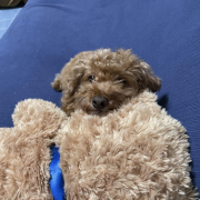 「お気に入りのぬいぐるみ」【Instagram/犬猫飼い主さま限定】ねこちゃん・わんちゃんのかわいいお顔、みーせて♡カタログ掲載のチャンス！の投稿画像
